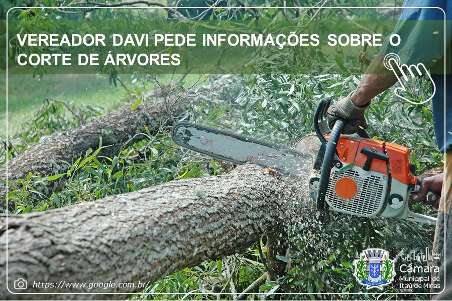 VEREADOR DAVI PEDE INFORMAÇÕES SOBRE O CORTE DE ÁRVORES